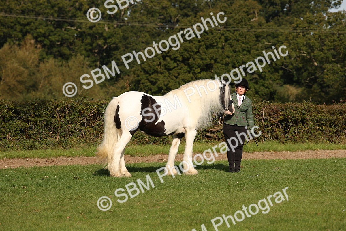 SBM_61180 - S54 - Show Cob In Hand