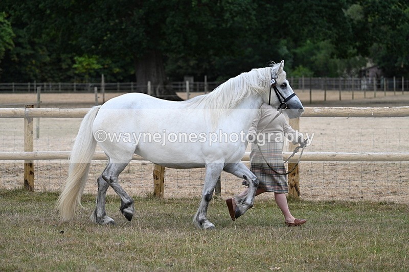 WJ7_8702 - Class 4a Prettiest Mare 14.2hh and over