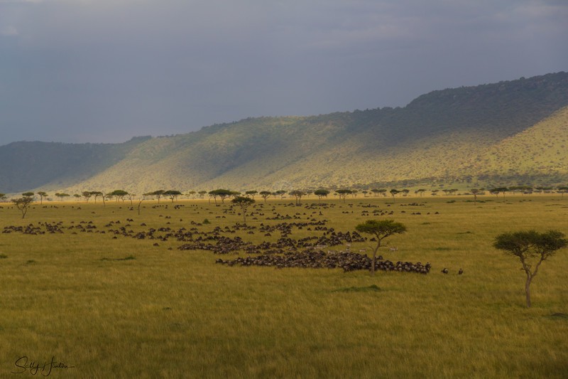 Masai Mara - Landscapes