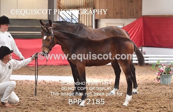 BPP_2185 - AFTERNOON 12.30 - 3.30PM