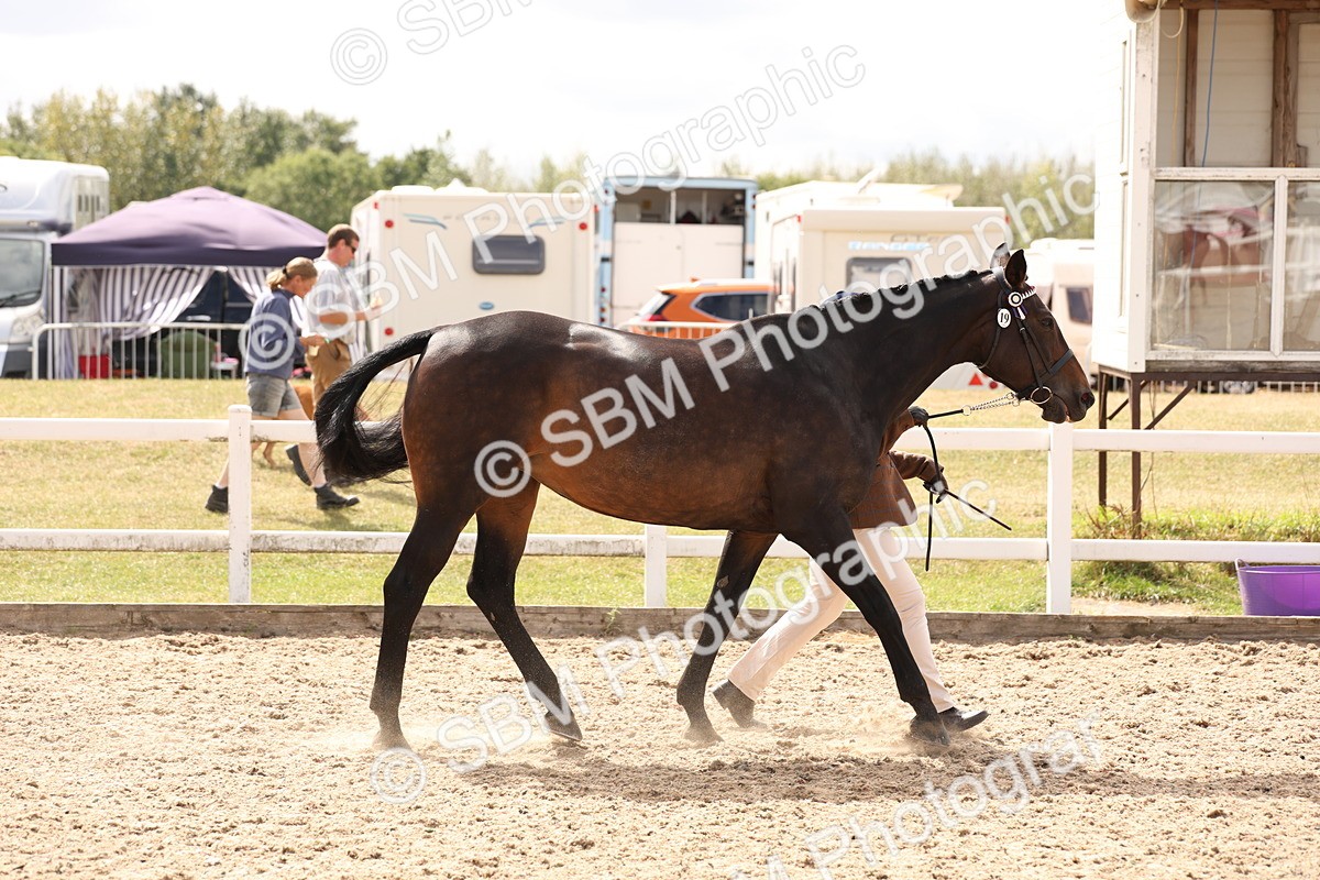 SBM_15355 - Class 210- IH Show Horse