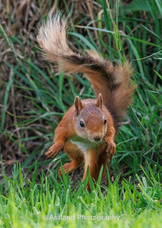 Red Squirrel - Latest Images