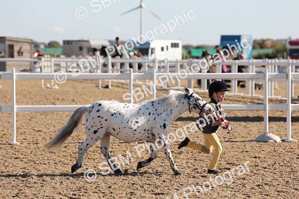 SBM_11703 - Class 203 - Young Handler 11 to 16 years
