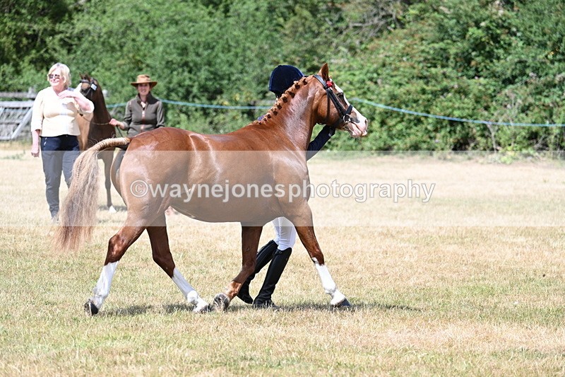 WJ7_1572 - Class 4 Prettiest Mare up to 14.2hh in hand