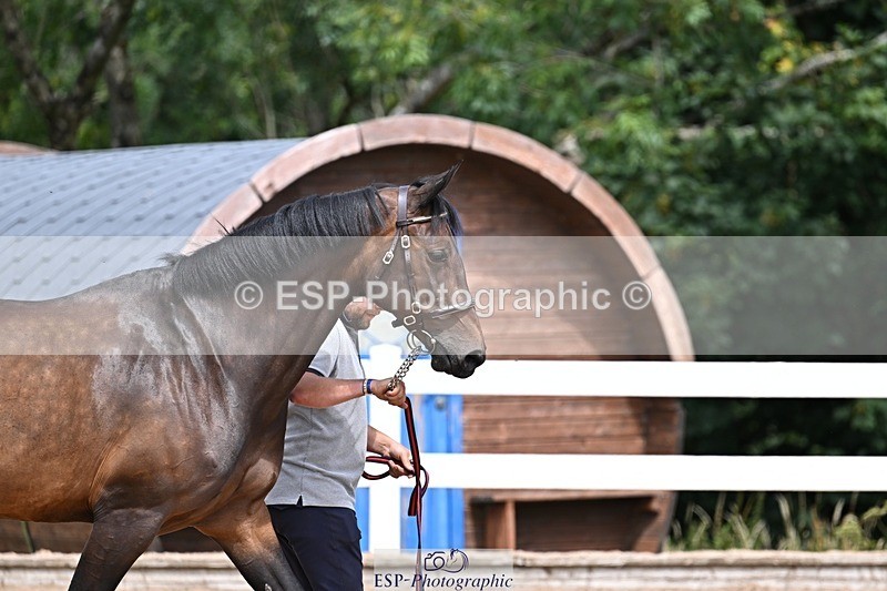 250716-125626-00232 - Trot Up 12.30 to 1.30