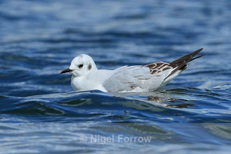 Bonaparte's Gull swimming, head down, on Farmoor 2 - Bonaparte's Gull