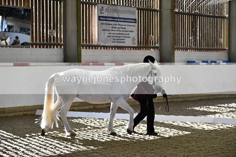 WJ5_3700 - Class 5 In Hand Veterans