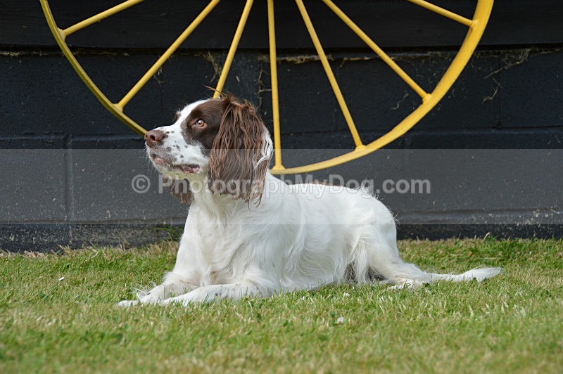  - English Springer Spaniels