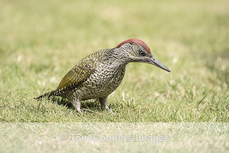 Green Woodpecker (juv) - Birds