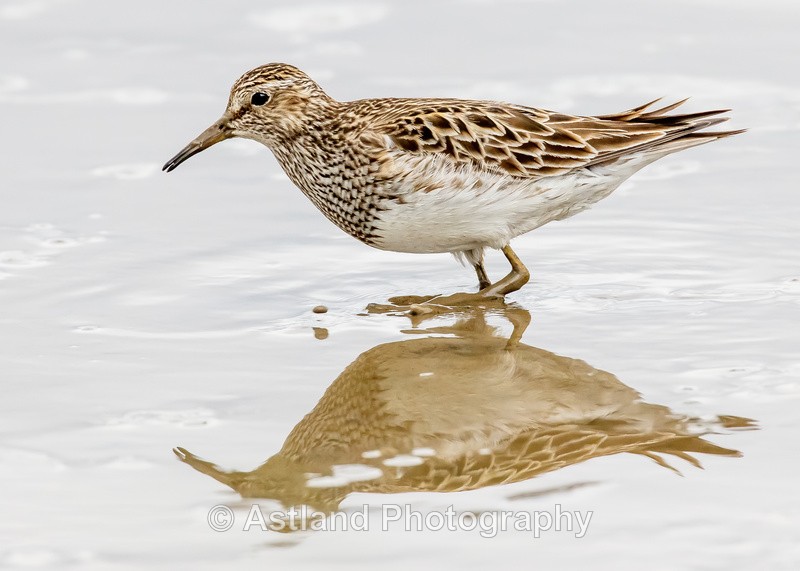 Astland Photography, Bird and Wildlife Images, Susan and Peter Wilson, U.K.