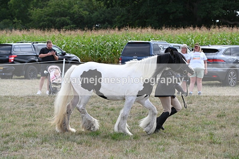 WJ6_6664 - Class 20 In-hand Cob