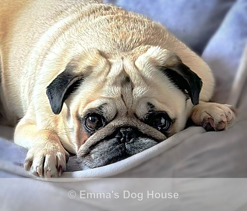  - Pawtraits