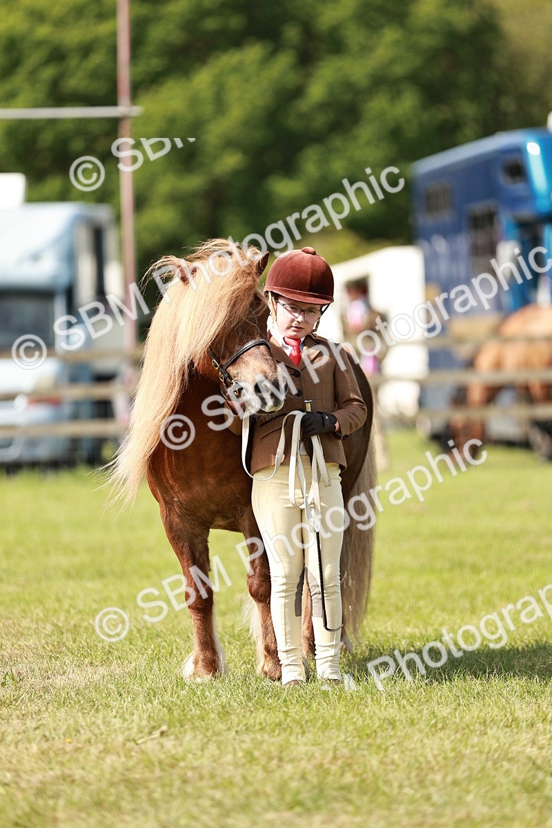 SBM_01840 - Class 14-23 - Mountain & Moorland In Hand Non Welsh