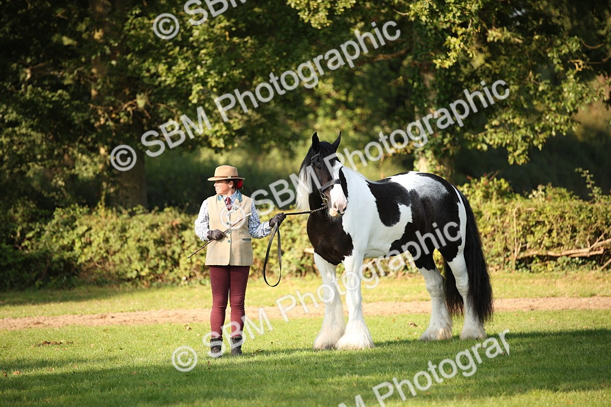 SBM_58748 - S51 - Piebald & Skewbald Horse In Hand