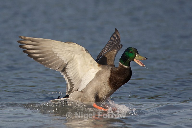 Mallard (male) landing on water in front of the first screen at Otmoor - Mallard
