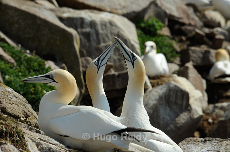  - Saltee Islands Birdlife