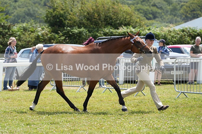 DSC06358 - Class 55: Hunter/Riding Horse/Hack 3 & 4 yr olds