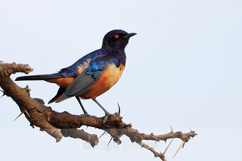 Hildebrandt's Starling perched on a thorny branch - Hildebrandt's Starling