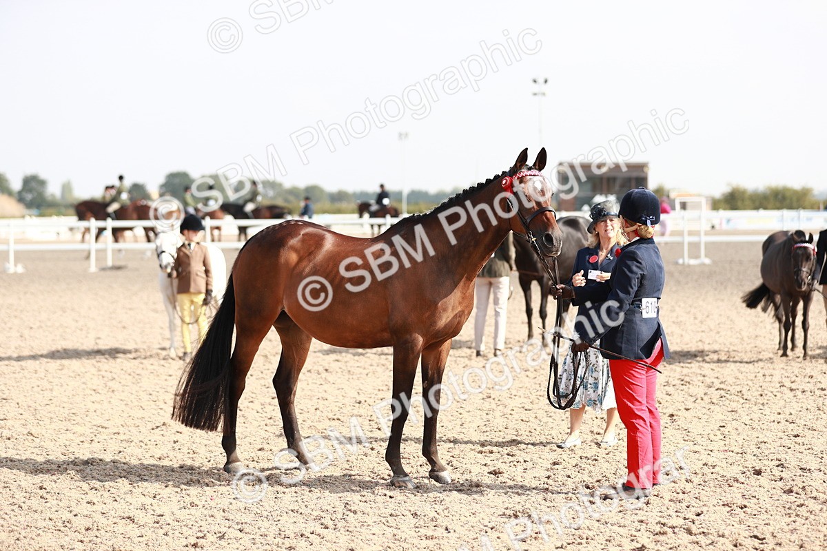 SBM_11102 - Class 205 IH Show Pony/ Show Hunter Pony