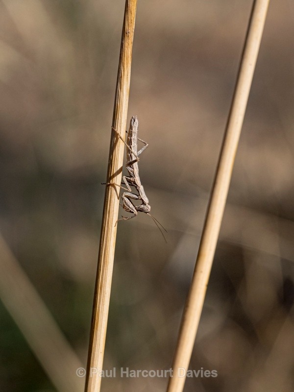 European dwarf mantis ( Ameles spallanzania - Insects, Spiders and other Animals