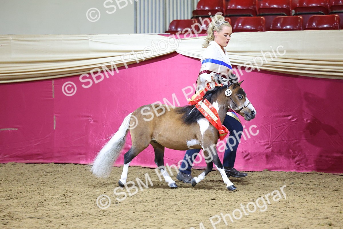 SBM_18726 - Class D IH Pony Champ