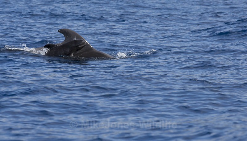 Short finned pilot whale and calf, Pico Island Azores - FAVOURITES WILDLIFE GALLERY. Selected images from the wildlife collections.