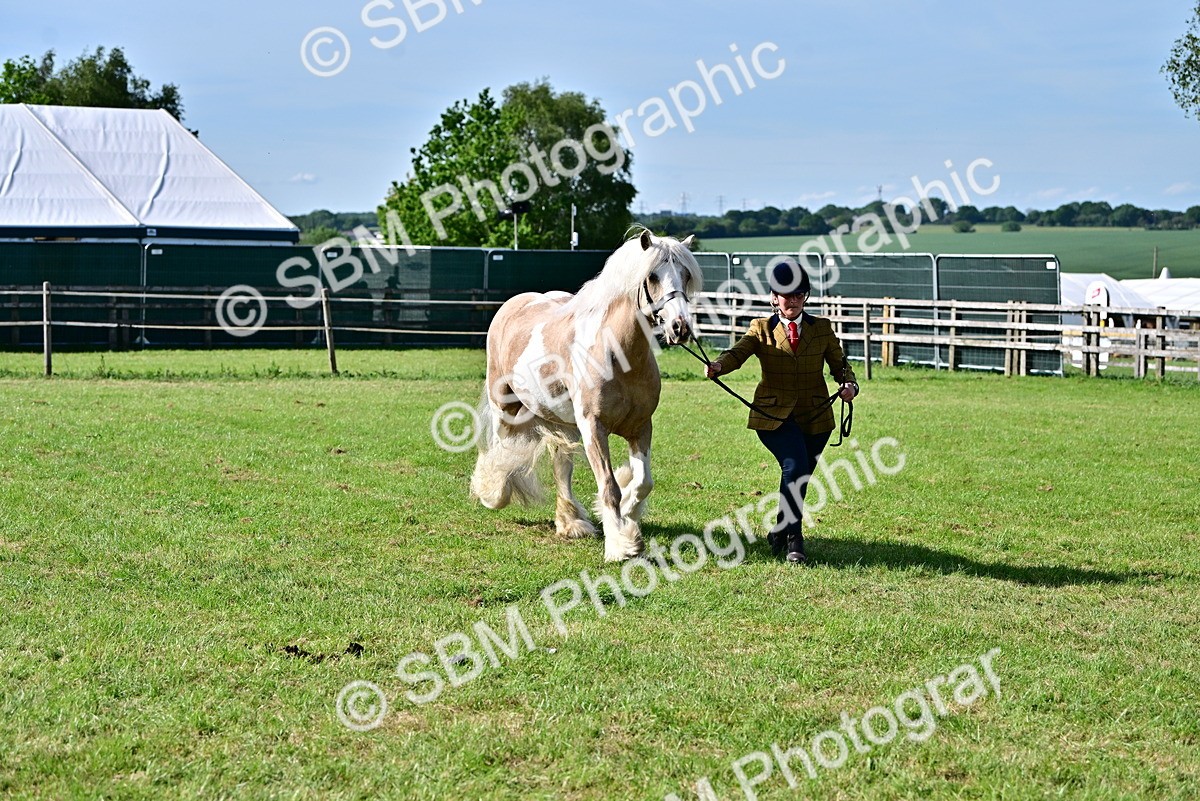 SBM_10105 - Class 63-65 - Traditional Gypsy Cobs In Hand & Ridden