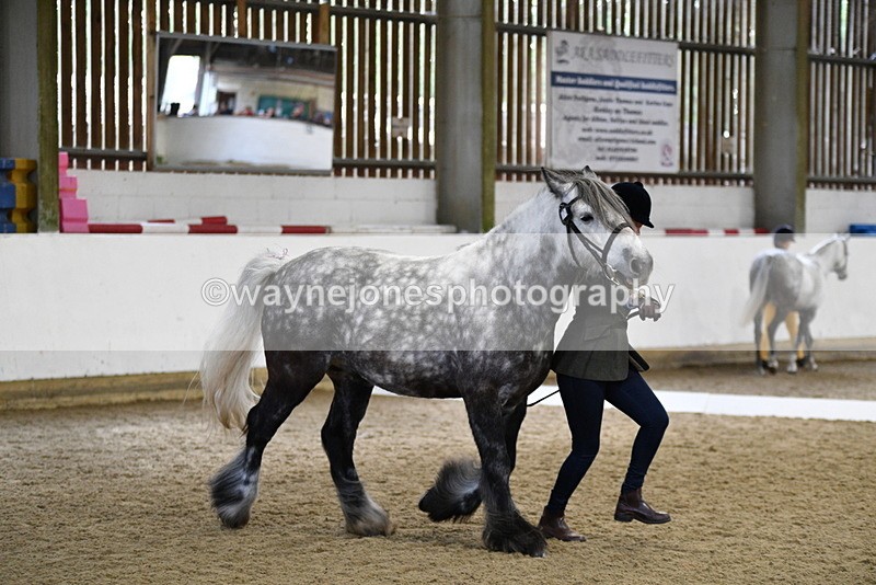 WJ5_4307 - Class 6 In hand M&M - Large Breeds