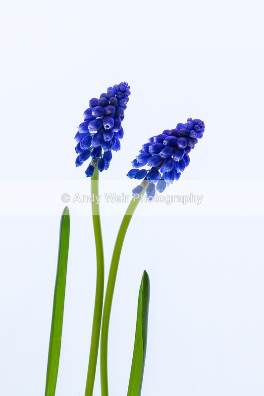 20160418-3K8A3345 - Plants & Flowers