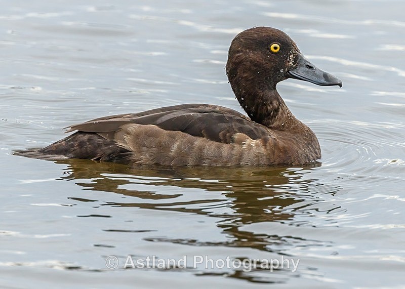 Astland Photography, Bird and Wildlife Images, Susan and Peter Wilson, U.K.