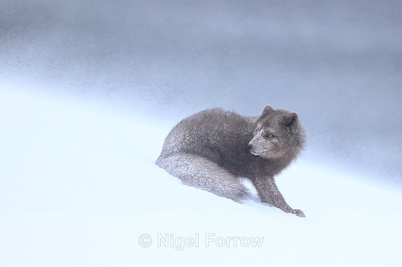 Arctic Fox looks back, Hornstrandir, Iceland - Arctic Fox