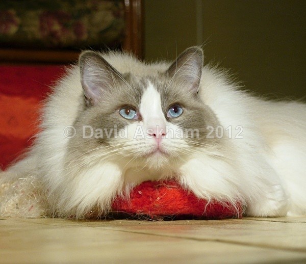 Young Ragdoll cat - Leica Photography