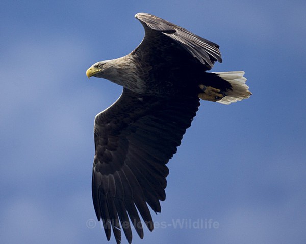 White tailed eagle, Loch na keal, Isle of Mull, Scotland - FAVOURITES WILDLIFE GALLERY. Selected images from the wildlife collections.