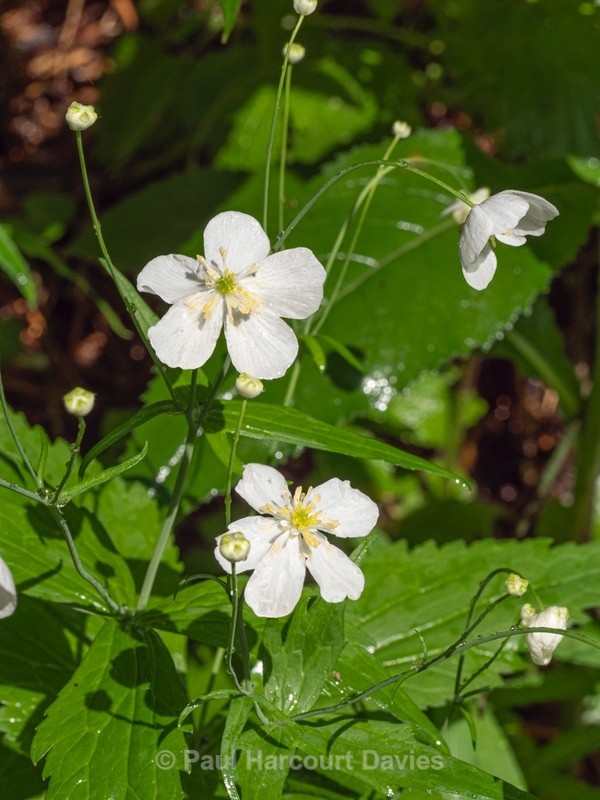 Aconite-leaved buttercup (Ranunculus aconitifolius) - Wild Flowers