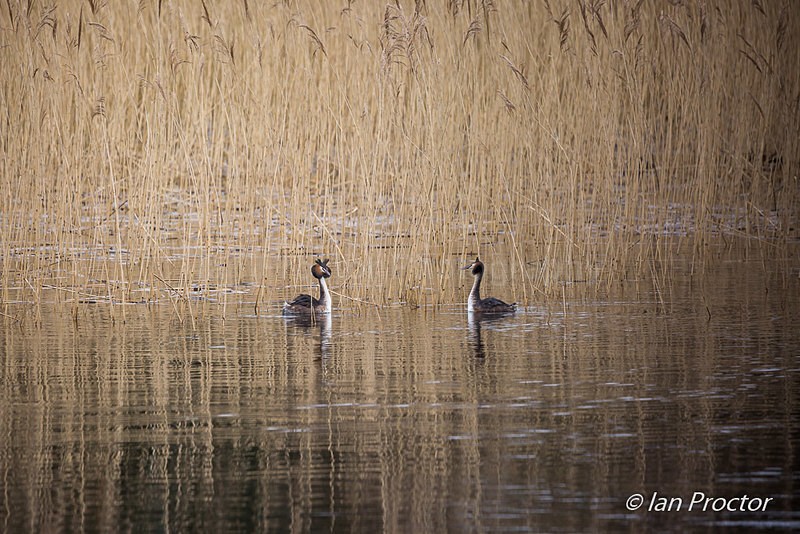 Love in the reeds! - Nature