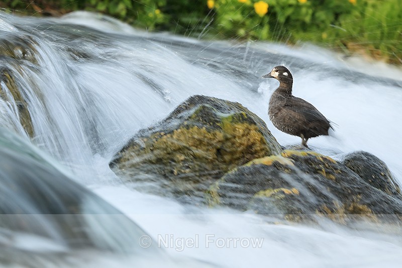 Harlequin Duck (female) on rock, River Laxa, Iceland - Harlequin Duck
