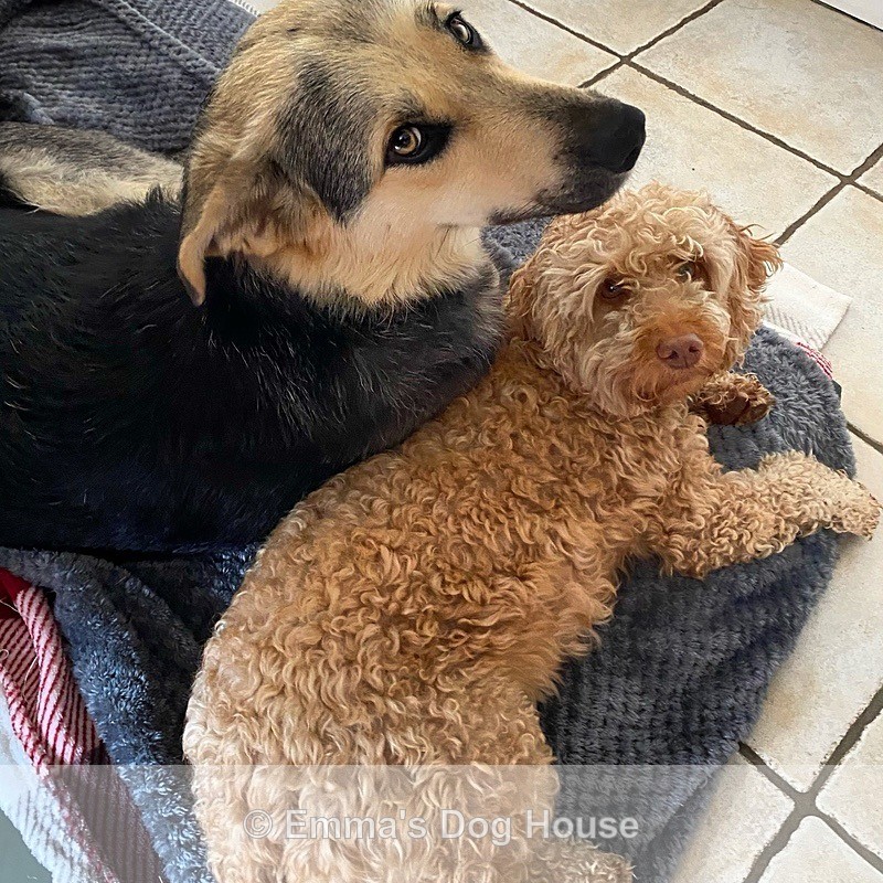  - Dogs