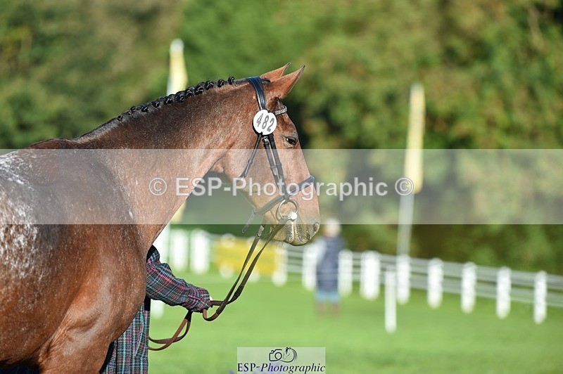 231022-100910-22267 - 482-ODDSPOT.VITAL.ELEMENT-Danielle.Davies-TrotUp+SJ