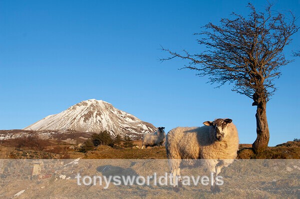 Sheep with a snow covered Mount Errigal, Co Donegal, Ireland - IRISH FARM ANIMALS