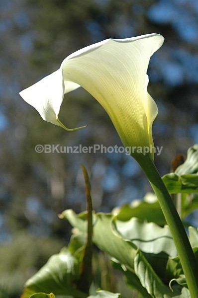  - Golden Gate Park Springtime