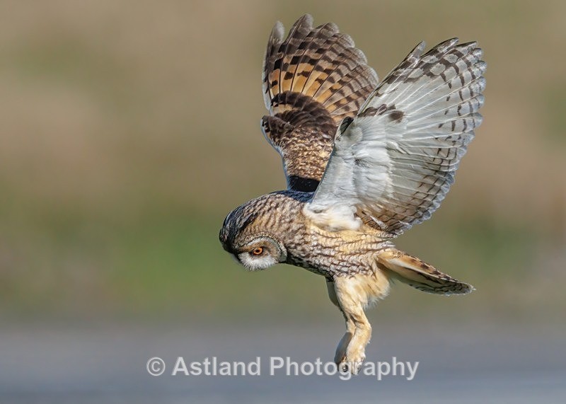 Long-eared owl - Latest Images