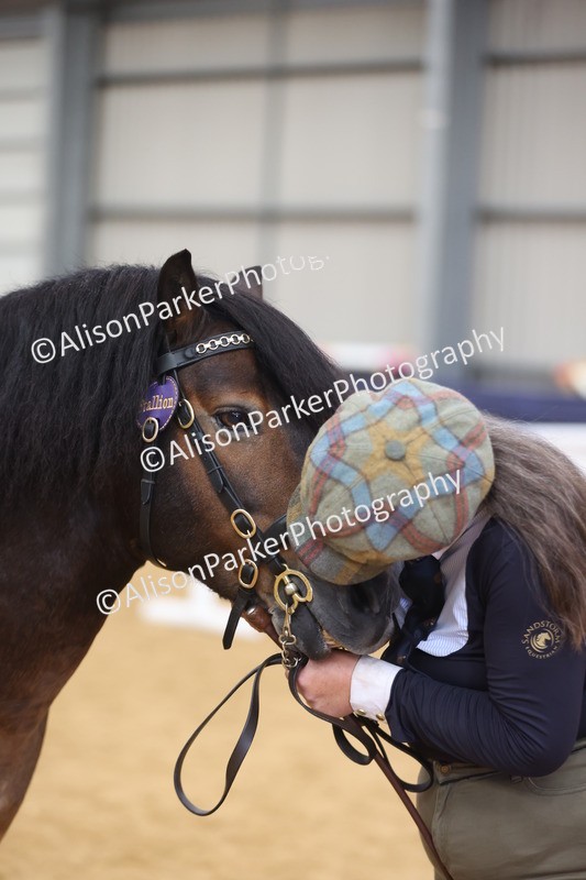 20260913-1764 - Class 117 - Stallion 4years and over