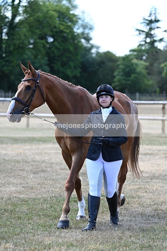 WJ7_2316 - Class 5a Most Handsome Gelding in hand (above 14.2hh)