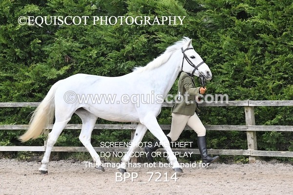BPP_7214 - RING 1  (RIDDEN HORSES / IN HAND / VETERAN ETC)