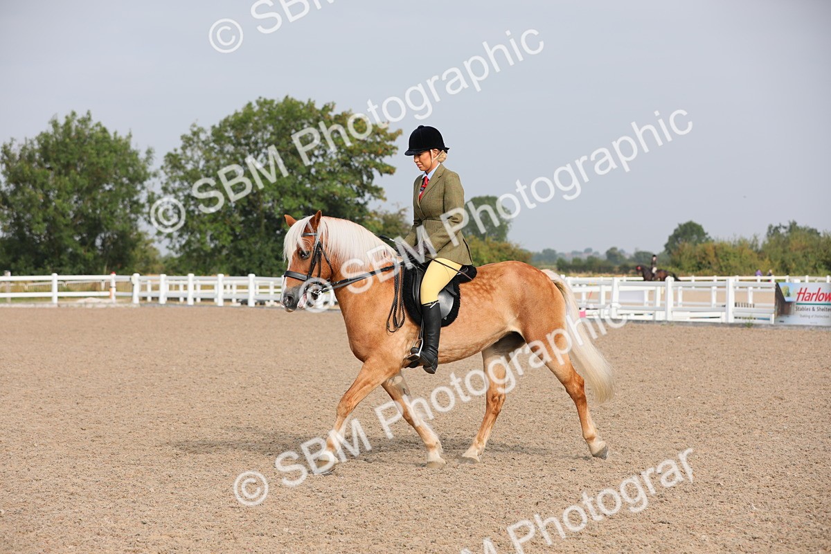 SBM_10716 - Class 303 Ridden Pure Bred Horse/Pony (excl M&M)