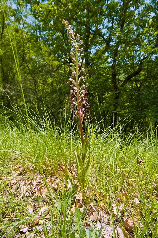  - Orchids - Orchis