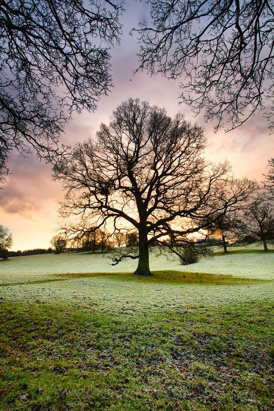 Winter Tree   ref 9898 - County Durham