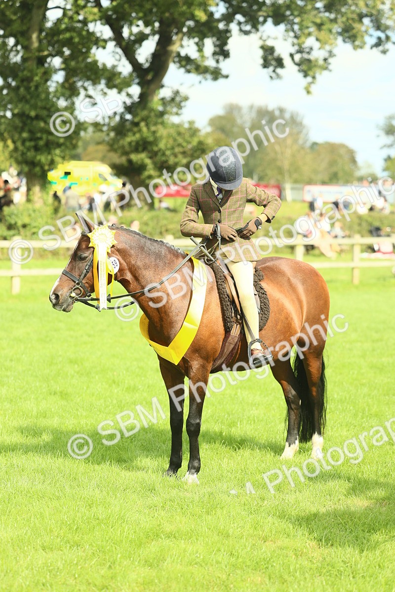 SBM_44826 - S31 - Working Hunter Pony