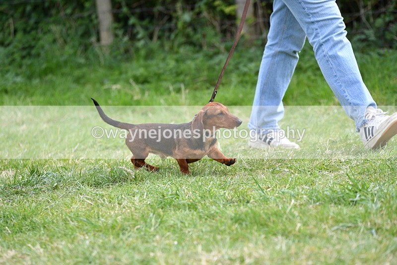 WJ5_9549 - Class 3 Most Handsome Dog
