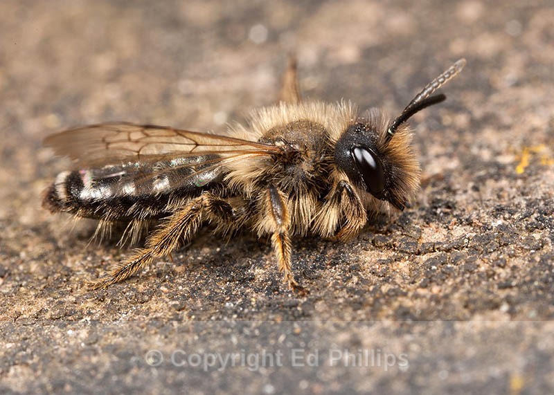 Andrena flavipes (m) - Andrena flavipes